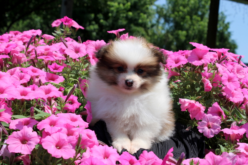 puppy, for, sale, Pomeranian, Matthew B. Stoltzfus, dog, breeder, Gap, PA, dog-breeder, puppy-for-sale, forsale, nearby, find, puppyfind, locator, puppylocator, aca